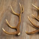 Rothirsch Stangen 3 Stück Rothirschstangen Abwurfstangen Gewicht 3,8 kg Längen 63 - 65 cm