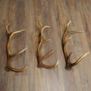 Rothirsch Stangen 3 Stück Rothirschstangen Abwurfstangen Gewicht 3,8 kg Längen 63 - 65 cm