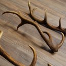 Rothirsch Stangen 3 Stück Rothirschstangen Abwurfstangen Gewicht 3,8 kg Längen 63 - 65 cm