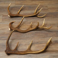 Rothirsch Stangen 3 Stück Rothirschstangen Abwurfstangen Gewicht 3,8 kg Längen 63 - 65 cm