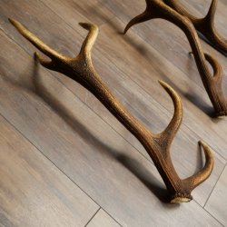 Rothirsch Stangen 3 Stück Rothirschstangen Abwurfstangen Gewicht 3,8 kg Längen 63 - 65 cm