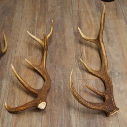 Rothirsch Stangen 3 Stück Rothirschstangen Abwurfstangen Gewicht 3,8 kg Längen 63 - 65 cm