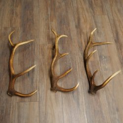 Rothirsch Stangen 3 Stück Rothirschstangen Abwurfstangen Gewicht 3,8 kg Längen 63 - 65 cm