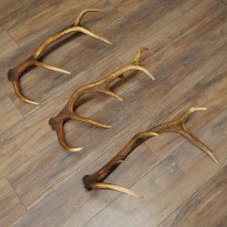 Rothirsch Stangen 3 Stück Rothirschstangen Abwurfstangen Gewicht 3,8 kg Längen 63 - 65 cm