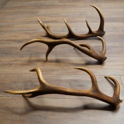 Rothirsch Stangen 3 Stück Rothirschstangen Abwurfstangen Gewicht 3,8 kg Längen 63 - 65 cm