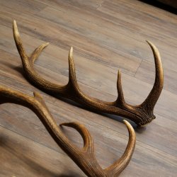 Rothirsch Stangen 3 Stück Rothirschstangen Abwurfstangen Gewicht 3,8 kg Längen 63 - 65 cm