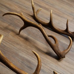 Rothirsch Stangen 3 Stück Rothirschstangen Abwurfstangen Gewicht 3,8 kg Längen 63 - 65 cm