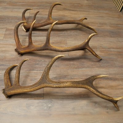 Rothirsch Stangen 3 Stück Rothirschstangen Abwurfstangen Gewicht 5,3 kg Längen 70 - 73 cm