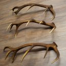 Rothirsch Stangen 3 Stück Rothirschstangen...