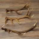 Rothirsch Stangen 3 Stück Rothirschstangen Abwurfstangen Gewicht 5,3 kg Längen 70 - 73 cm