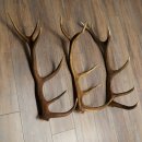 Rothirsch Stangen 3 Stück Rothirschstangen Abwurfstangen Gewicht 5,3 kg Längen 70 - 73 cm