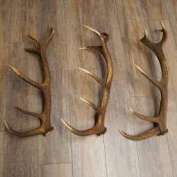 Rothirsch Stangen 3 Stück Rothirschstangen Abwurfstangen Gewicht 5,3 kg Längen 70 - 73 cm