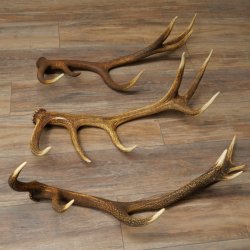 Rothirsch Stangen 3 Stück Rothirschstangen Abwurfstangen Gewicht 5,3 kg Längen 70 - 73 cm