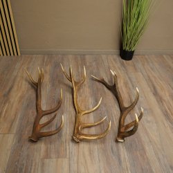 Rothirsch Stangen 3 Stück Rothirschstangen Abwurfstangen Gewicht 5,3 kg Längen 70 - 73 cm