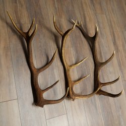 Rothirsch Stangen 3 Stück Rothirschstangen Abwurfstangen Gewicht 5,3 kg Längen 70 - 73 cm