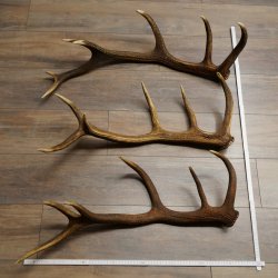 Rothirsch Stangen 3 Stück Rothirschstangen Abwurfstangen Gewicht 5,3 kg Längen 70 - 73 cm