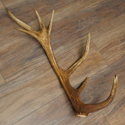 Cuerno de ciervo rojo de 14 puntas, peso 1,45 kg, longitud 70 cm. Cuerno desprendido de ciervo 71.1.192