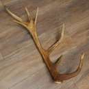 Cuerno de ciervo rojo de 14 puntas, peso 1,45 kg, longitud 70 cm. Cuerno desprendido de ciervo 71.1.192