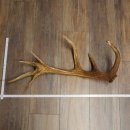 Cuerno de ciervo rojo de 14 puntas, peso 1,45 kg, longitud 70 cm. Cuerno desprendido de ciervo 71.1.192