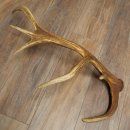 Cuerno de ciervo rojo de 14 puntas, peso 1,45 kg, longitud 70 cm. Cuerno desprendido de ciervo 71.1.192