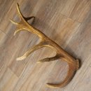 Cuerno de ciervo rojo de 14 puntas, peso 1,45 kg, longitud 70 cm. Cuerno desprendido de ciervo 71.1.192