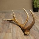 Cuerno de ciervo rojo de 14 puntas, peso 1,45 kg, longitud 70 cm. Cuerno desprendido de ciervo 71.1.192