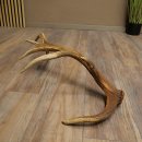 Cuerno de ciervo rojo de 14 puntas, peso 1,45 kg, longitud 70 cm. Cuerno desprendido de ciervo 71.1.192