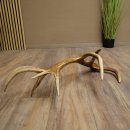 Cuerno de ciervo rojo de 14 puntas, peso 1,45 kg, longitud 70 cm. Cuerno desprendido de ciervo 71.1.192