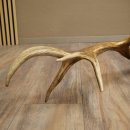 Cuerno de ciervo rojo de 14 puntas, peso 1,45 kg, longitud 70 cm. Cuerno desprendido de ciervo 71.1.192