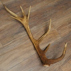 Cuerno de ciervo rojo de 14 puntas, peso 1,45 kg, longitud 70 cm. Cuerno desprendido de ciervo 71.1.192