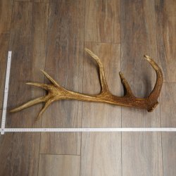Cuerno de ciervo rojo de 14 puntas, peso 1,45 kg, longitud 70 cm. Cuerno desprendido de ciervo 71.1.192