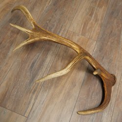 Cuerno de ciervo rojo de 14 puntas, peso 1,45 kg, longitud 70 cm. Cuerno desprendido de ciervo 71.1.192