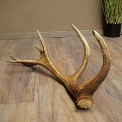 Cuerno de ciervo rojo de 14 puntas, peso 1,45 kg, longitud 70 cm. Cuerno desprendido de ciervo 71.1.192
