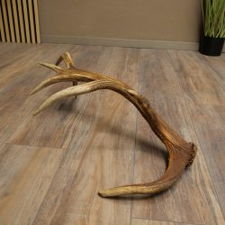 Cuerno de ciervo rojo de 14 puntas, peso 1,45 kg, longitud 70 cm. Cuerno desprendido de ciervo 71.1.192