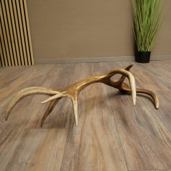 Cuerno de ciervo rojo de 14 puntas, peso 1,45 kg, longitud 70 cm. Cuerno desprendido de ciervo 71.1.192