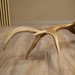 Cuerno de ciervo rojo de 14 puntas, peso 1,45 kg, longitud 70 cm. Cuerno desprendido de ciervo 71.1.192