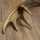 Cuerno de ciervo rojo de 14 puntas, peso 1,45 kg, longitud 70 cm. Cuerno desprendido de ciervo 71.1.192