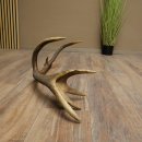 Cuerno de ciervo rojo de 14 puntas, peso 1,45 kg, longitud 70 cm. Cuerno desprendido de ciervo 71.1.192