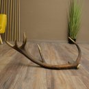 Cuerno de ciervo rojo de 14 puntas, peso 1,45 kg, longitud 70 cm. Cuerno desprendido de ciervo 71.1.192