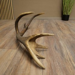 Cuerno de ciervo rojo de 14 puntas, peso 1,45 kg, longitud 70 cm. Cuerno desprendido de ciervo 71.1.192