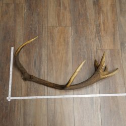 Cuerno de ciervo rojo de 14 puntas, peso 1,45 kg, longitud 70 cm. Cuerno desprendido de ciervo 71.1.192