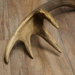 Cuerno de ciervo rojo de 14 puntas, peso 1,45 kg, longitud 70 cm. Cuerno desprendido de ciervo 71.1.192