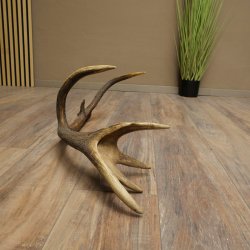 Cuerno de ciervo rojo de 14 puntas, peso 1,45 kg, longitud 70 cm. Cuerno desprendido de ciervo 71.1.192