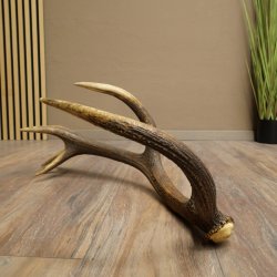 Cuerno de ciervo rojo de 14 puntas, peso 1,45 kg, longitud 70 cm. Cuerno desprendido de ciervo 71.1.192