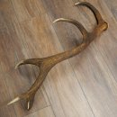 Cuerno de ciervo rojo de 14 puntas, peso 1,45 kg, longitud 70 cm. Cuerno desprendido de ciervo 71.1.192