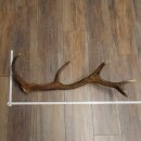 Cuerno de ciervo rojo de 14 puntas, peso 1,45 kg, longitud 70 cm. Cuerno desprendido de ciervo 71.1.192