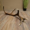 Cuerno de ciervo rojo de 14 puntas, peso 1,45 kg, longitud 70 cm. Cuerno desprendido de ciervo 71.1.192