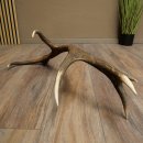 Cuerno de ciervo rojo de 14 puntas, peso 1,45 kg, longitud 70 cm. Cuerno desprendido de ciervo 71.1.192