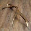 Cuerno de ciervo rojo de 14 puntas, peso 1,45 kg, longitud 70 cm. Cuerno desprendido de ciervo 71.1.192