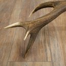 Cuerno de ciervo rojo de 14 puntas, peso 1,45 kg, longitud 70 cm. Cuerno desprendido de ciervo 71.1.192